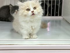 -萌宠之家·腊肠犬·马尔泰·小体犬舍
