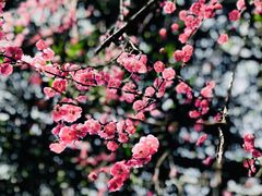 -温州永嘉书院