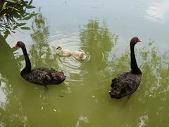 -长兴太湖图影湿地文化园