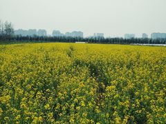 -汉长安城未央宫国家考古遗址公园