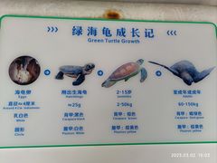 -广东惠东海龟国家级自然保护区