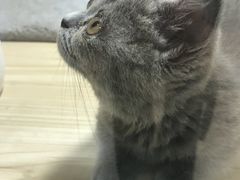 -屋虎猫馆(宝安大仟里店)