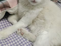 -纳吉亚猫专科动物医院·北北分院