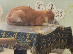 -平行世界·猫咖(首经贸店)