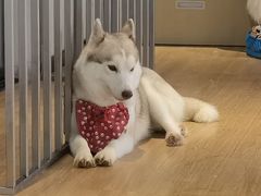 -Husky Go! 哈士奇体验馆·宠物咖啡厅狗咖