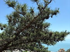 -崂山仰口游览区