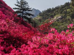 -木兰云雾山