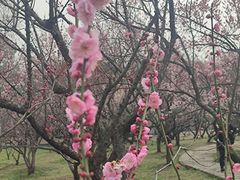 -无锡梅园公园