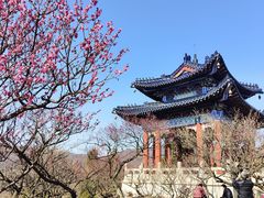 -梅花山(明孝陵内)