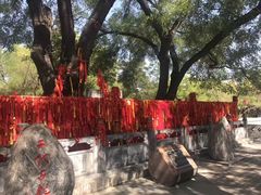 -大槐树寻根祭祖园
