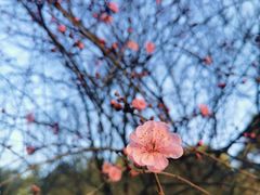 -重庆彩云湖湿地公园
