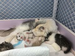 -喵的天空名猫咖啡馆·撸猫·猫舍·用品