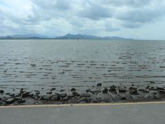 -深圳湾公园(南山区)