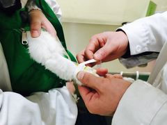 -米苏动物医院·犬猫专科·骨科外科内窥镜