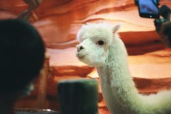 -酷嗒动物文化乐园(cutezoo西溪乐天城店)