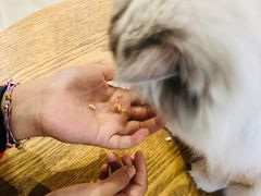 -藏猫猫咖啡主题馆(中央大道店)