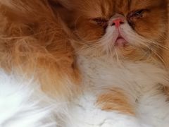 -酷豆宠物咖啡·宠物美食·撸猫馆