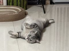 -米苏动物医院·犬猫专科·骨科外科内窥镜