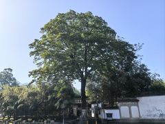 -绩溪龙川景区