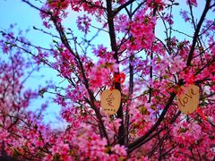 -天适樱花悠乐园