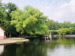 -上海共青森林公园