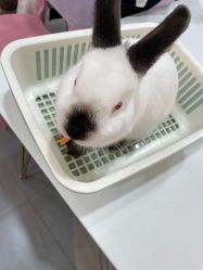 -Moni星球萌宠·小马宝莉·灵蛇·高端高阶全萌宠互动体验俱乐部(红豆国际广场店)