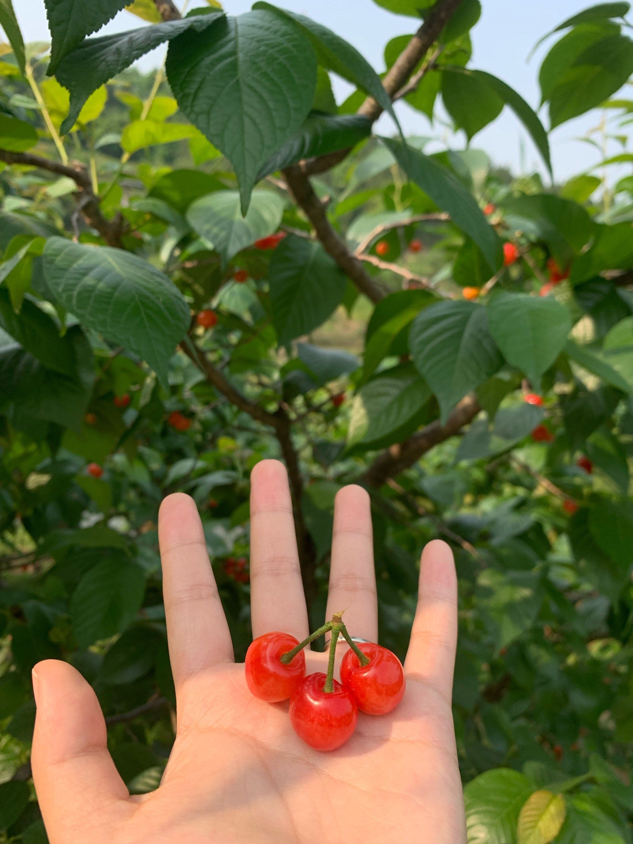 樱桃🍒