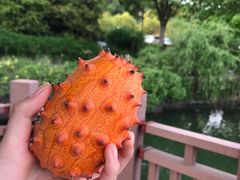 刺角瓜-云峰水果大卖场(汉口西路店)
