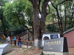 -马王堆汉墓遗址