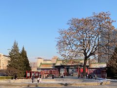 -莲花池公园