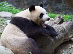 -都江堰中华大熊猫苑