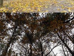 -金龙寺国家森林公园