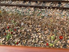 -合肥滨湖国家森林公园