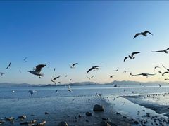 -深圳湾公园(南山区)
