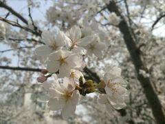 景点-高东镇樱花园