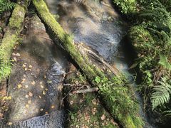 -五营红松林海景区