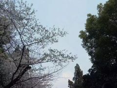-武汉大学-樱园