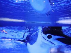 -海合安成都极地海洋公园