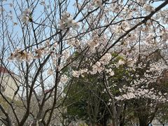 -高东镇樱花园