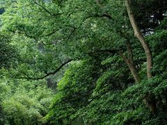 -杭州植物园