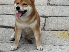 -北京凤凰岭
