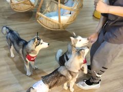 -Husky Go! 哈士奇体验馆·宠物咖啡厅狗咖