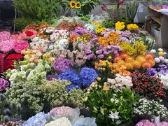 -双季花艺园艺市场(浦东店)