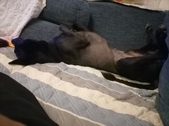 -宠福鑫康馨动物医院·骨科·眼科