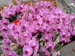 -龙大花卉苗木市场