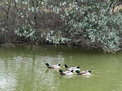 -天适樱花悠乐园