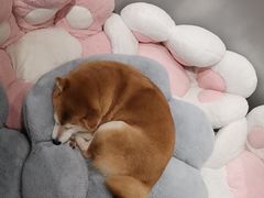 -柴务处·柴犬主题狗咖