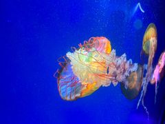 -海合安成都极地海洋公园