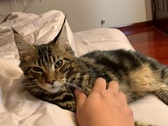-猫大福·Fortune Cat猫舍(百子湾店)