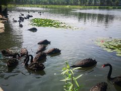 -长春市南湖公园